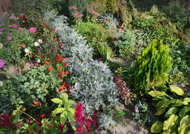 Renkli bir sonbahar bahçesi ve bir sürü çiçek. Yeşil bahçedeki süs bitkileri. Bahçe dekorasyonu. Sarı, turuncu ve kırmızı sonbahar bahçesi