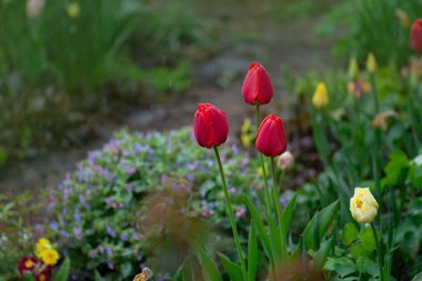 Lale çiçeği tarlası. İlkbaharda açan lale çiçekleri.