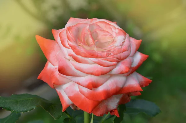 Weiße Und Rote Rosen Blühen Garten Weiße Und Rote Rosen — Stockfoto