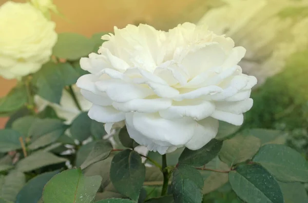 Bella Rosa Bianca Grandi Rose Bianche Giardino Rosa Bianca Neve — Foto Stock
