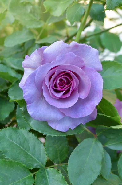 Lila Lavendelrosen Blühen Garten Silberner Stern Blühende Blumen — Stockfoto