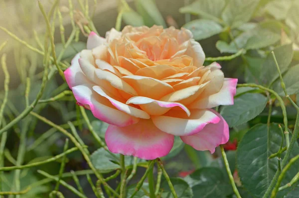 バラの花びらは黄色からピンクに変わります 屋外で成長するローズピース — ストック写真