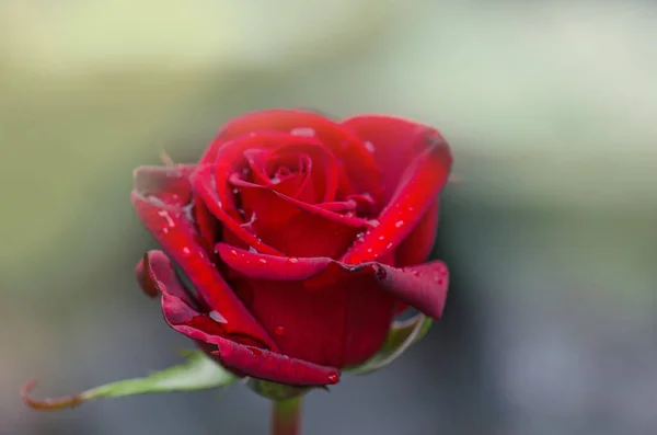 Rosa Vermelha Barkarole Florescendo Jardim Rosas Vermelho Rosa Flor Fundo — Fotografia de Stock