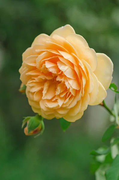 Pomerančové Růže Zahradě Oranžová Anglická Růže Oranžová Růže Kvete Zblízka — Stock fotografie