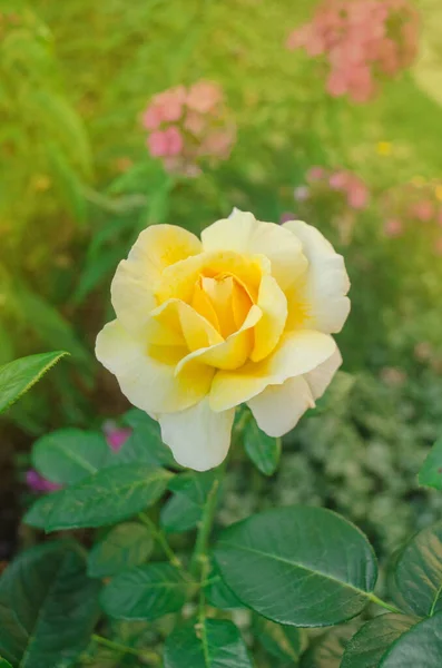 Gelbe Rosen Sonnigen Garten Schöne Gelbe Rosen Strauch Aus Gelben — Stockfoto