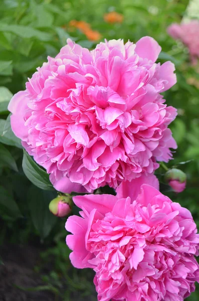 Pink peony with green leaves on blurry bokeh background. Landscape with peonies field. Peonies field in spring.