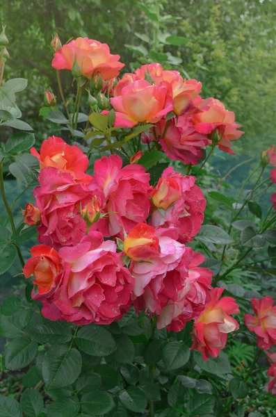 Hermosa Rosa Roja Combinando Amarillo Limón Con Rojo Hermosa Flor —  Fotos de Stock