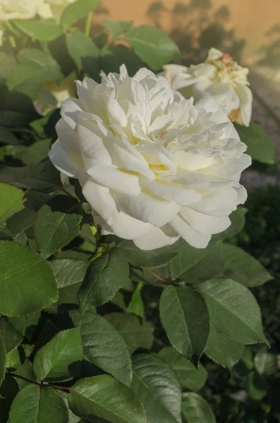 Bush Hermosas Rosas Blancas Jardín Flores Rosas Blancas Jardín Verano — Foto de Stock