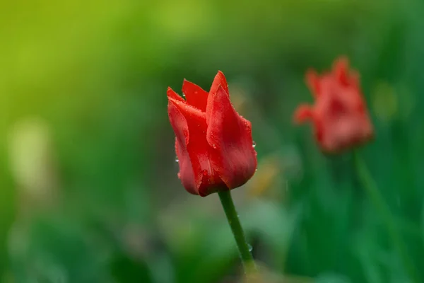 Red Tulip Flower Background Red Tulip Garden Colorful Field Red — Stock Photo, Image