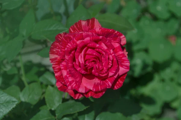 Bunte Sträucher Mit Gestreiften Rosen Garten Rote Rosen Mit Weißen — Stockfoto