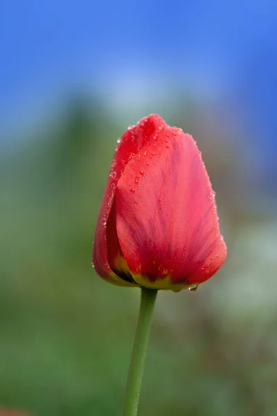 Rote Tulpen Vor Gartenhintergrund Rote Bunte Tulpe — Stockfoto