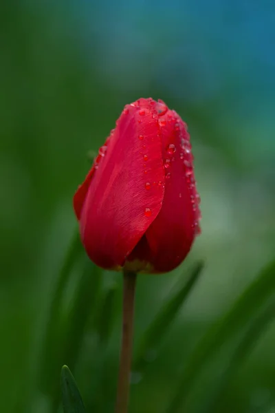 Mooie Rode Tulpen Rode Tulpenveld Tulp Groene Achtergrond — Stockfoto
