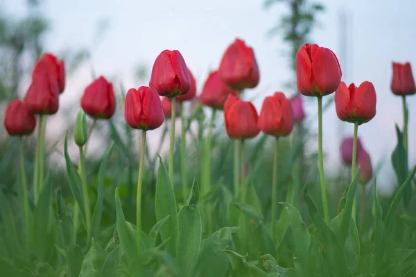 Red beautiful tulip. Red tulips with green leaves