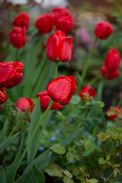 Lot Red Tulip Field Beautiful Red Tulip Field Tulip Farm — Stock Photo, Image