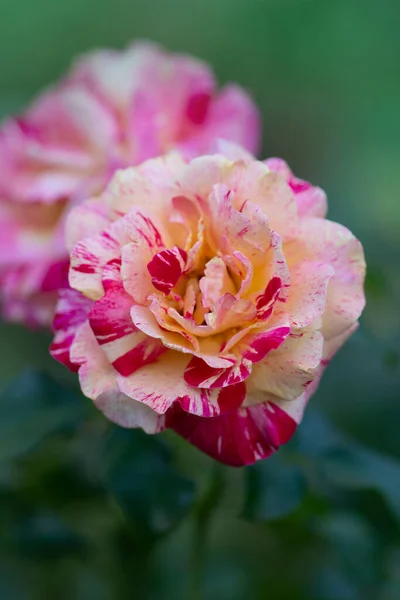 Różowo Białe Róże Paski Ogrodzie Piękna Róża Paski — Zdjęcie stockowe