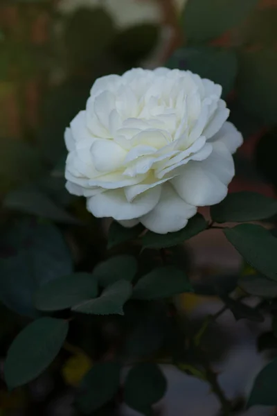 Hermosa Rosa Blanca Grandes Rosas Blancas Jardín Rosa Blanca Nieve — Foto de Stock