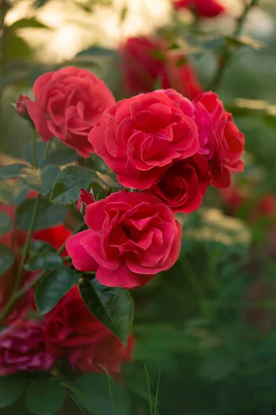 赤い公園は花の背景をバラ 庭の茂みに赤いバラ 赤公園バラの花 — ストック写真