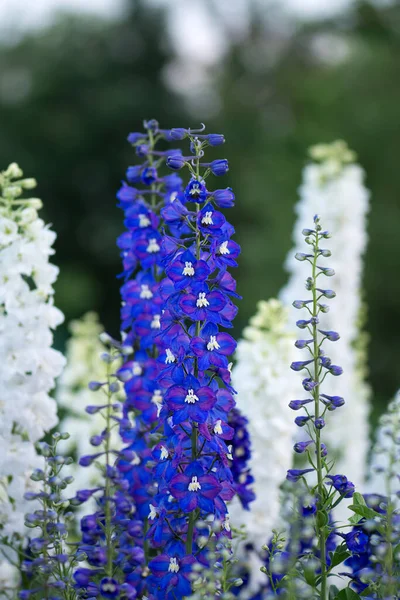 Delphinium Çiçeği Açıyor Güzel Tarla Kuşu Çiçek Açar Mum Larkspur — Stok fotoğraf