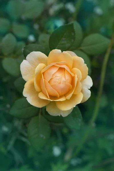 Orange Beautiful Roses Fresh Green Leaf Background Orange Rose Growing — Stock Photo, Image