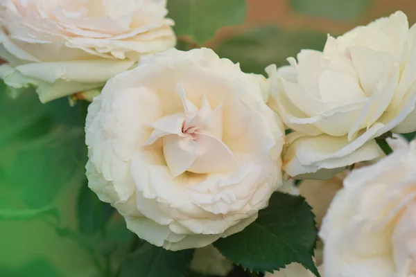 Rosa Branca Bonita Jardim Flores Brancas Florescendo Arbusto Jardim Flores — Fotografia de Stock