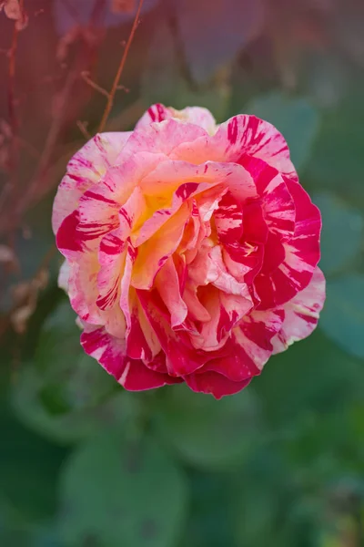 Claude Monet Róże Pasiaste Żółte Czerwone Róże Znane Jako Claud — Zdjęcie stockowe