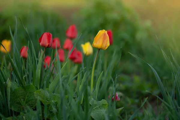 Landscape Tulip Field Tulip Field Spring Mix Color Tulip Flower — Stock Photo, Image