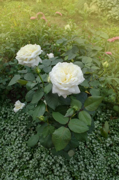 Rosas Blancas Plena Floración Rosa Blanca Jardín Matutino Verano — Foto de Stock