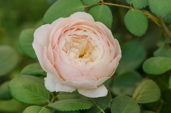 Semak Mawar Putih Yang Indah Desdemona Sebuah Taman Mawar Putih — Stok Foto