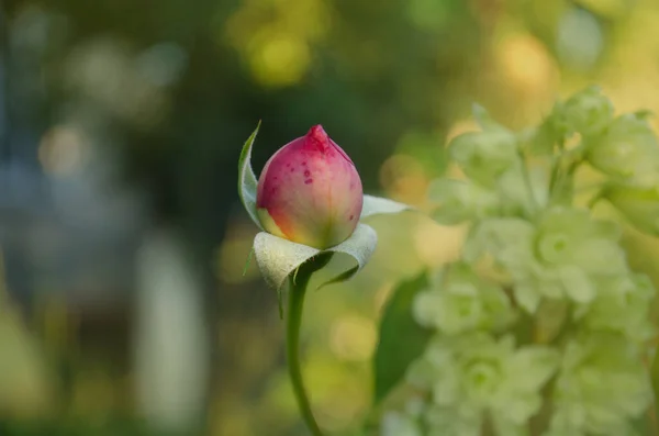 Plantas Verdes Sin Rosas Campo Con Plantas Verdes Brote Rosas — Foto de Stock