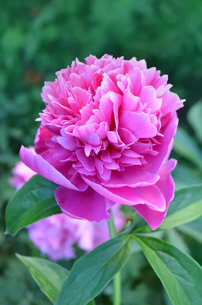 Rosa Pioner Blommor Ett Gäng Rosa Pioner Rosa Blommande Pion — Stockfoto
