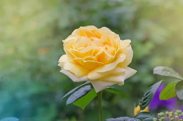 Bahçedeki Sarı Güller Sarı Ngiliz Gülü Sarı Gül Çiçek Açıyor — Stok fotoğraf