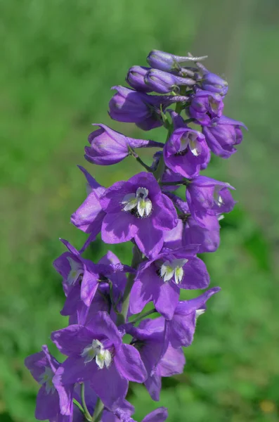 Цветок Жасмина Дельфиния Фиолетовый Цветок Дельфиния Летнем Саду — стоковое фото