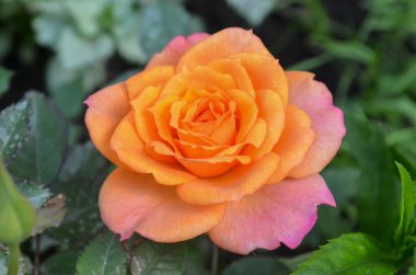 Gül yaprağı sarıdan pembeye dönüşür. Rose Mango dışarıda yetişiyor.. 