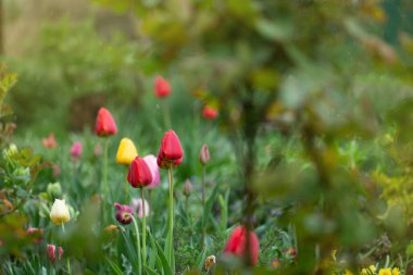 Lale çiçeği tarlası. Laleler çiçek renkli bahçe. Çiyli çiçekler 