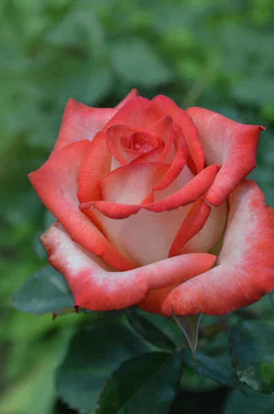 Rosas Brancas Vermelhas Florescem Jardim Rosa Branca Vermelha Jardim Rosa — Fotografia de Stock