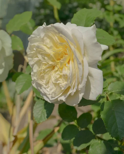 Rosas Blancas Plena Floración Rosa Blanca Con Hojas Verdes Princesa — Foto de Stock