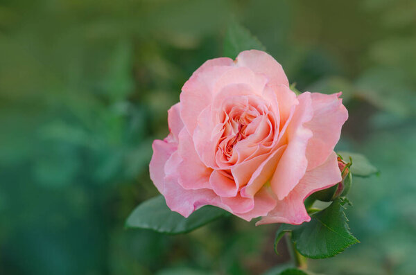 Цветущая оранжевая роза. Роза с волнистыми краями лепестков.