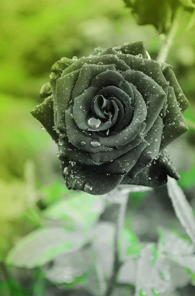 Fond Roses Noires Fond Fleur Rose Noire — Photo