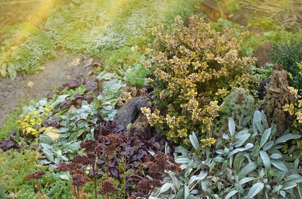 Gartenlandschaftsgestaltung Steingarten Mit Herbstblumen — Stockfoto