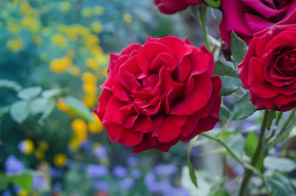 Röd Ros Blomma Bakgrund Röda Rosor Buske Trädgård Röd Rosenblomma — Stockfoto