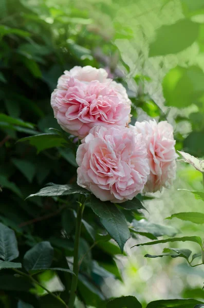 Des Roses Dans Jardin Grandes Fleurs Éponge Rose Rose Dans — Photo