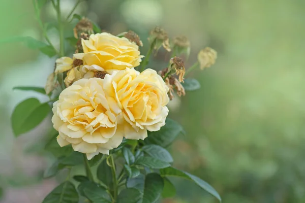 Bela Flor Rosas Amarelas Rosas Amarelas Arbusto Jardim — Fotografia de Stock