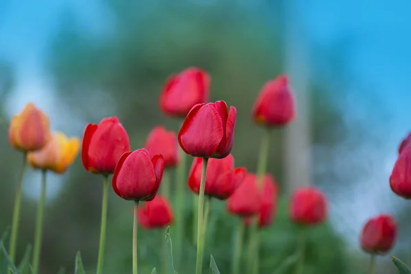 Red tulip flower background. Red tulip in garden. Colorful field of red tulips