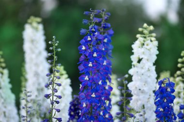 Delphinium çiçeği açıyor. Güzel tarla kuşu çiçek açar. Bulanık arkaplan çiçekli Delphinium bitkisi