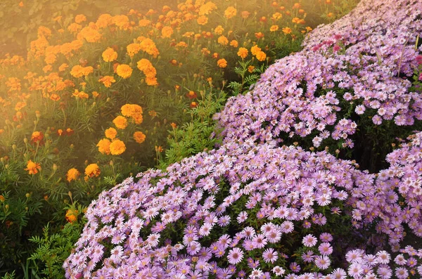 Plantas Anuais Perenes Plena Floração Cama Flores Multicolorida Outono Verão — Fotografia de Stock