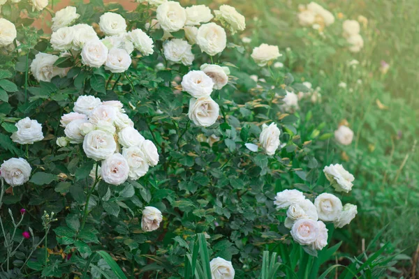 Hermosa Rosa Blanca Jardín Jardín Con Rosas Blancas Frescas Hermosas — Foto de Stock