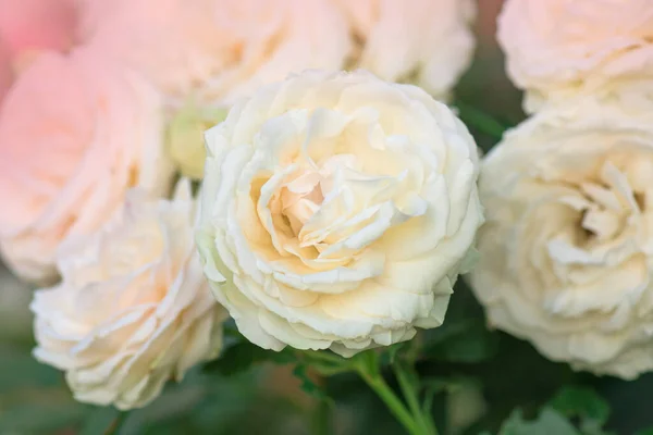 Rosa Rosa Com Folhas Verdes Estufa Eden Roze Flor — Fotografia de Stock