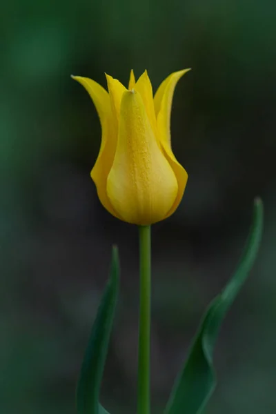 美丽的黄色郁金香 黄色郁金香地绿色背景上的黄色郁金香 — 图库照片
