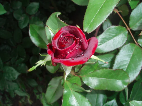 Naturalne Czerwone Róże Tło Czerwona Róża Tło Kwiat — Zdjęcie stockowe