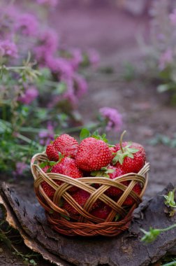 Sepette çilek topluyorum. Çilekli hasır sepet. Organik çevre dostu bir çiftlikte sepetten taze toplanmış çilekler..